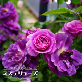 楽天市場 青 バラ 強香の通販