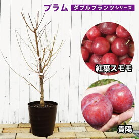 楽天市場 果物の苗物 種類 植物 プラム 苗物 ガーデニング 農業 花 ガーデン Diyの通販