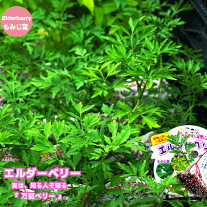 G_[x[iG_[t[j y~Wtz 3.5|bgc