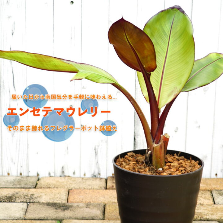 楽天市場】常緑多年草 エンセテ マウレリー【お値打ち】 フレグラー 