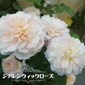 楽天市場 花ひろばオンライン ラズベリーの通販