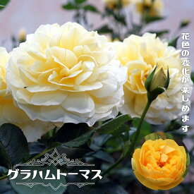 四季咲き強香つるバラ 【グラハムトーマス】 6号ポット 2年生大苗