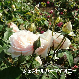 楽天市場 つるバラ 四季咲き 強健 強香の通販
