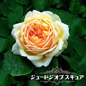 lG炫o yW[hWIuXLAz 3N1.1mc o^iEio^