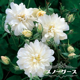 四季咲きつるバラ 【スノーグース】 2年生大苗 登録品種・品種登録
