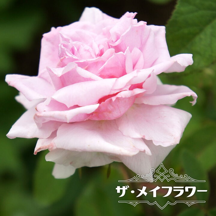 楽天市場 バラ苗 ザ メイフラワー 大苗 イングリッシュローズ Er ピンク 中香 強健 バラ 苗 薔薇 バラ苗木 バラ苗 イングリッシュローズ 登録品種 品種登録 苗木部 ｂｙ 花ひろばオンライン