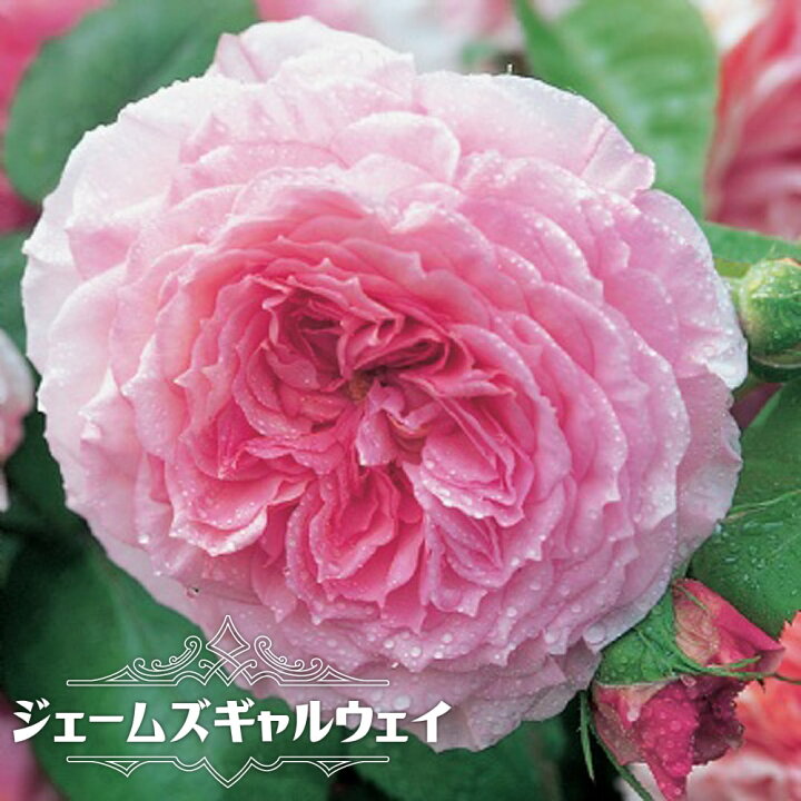 楽天市場 バラ苗 ジェームズギャルウェイ ２年生大苗 イングリッシュローズ Er ピンク 強健 薔薇 バラ苗木 登録品種 品種登録 予約販売 12月 翌年1月中に順次入荷 苗木部 ｂｙ 花ひろばオンライン