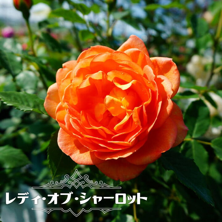 楽天市場 バラ苗 レディ オブ シャーロット Er イングリッシュローズ 6号ポット 大苗 登録品種 品種登録 苗木部 ｂｙ 花ひろばオンライン