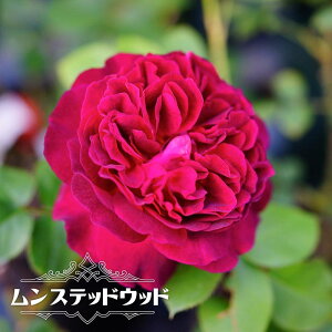 �l�G�炫�����o���c �y�����X�e�b�h�E�b�h�z 2�N����c �o�^�i��E�i��o�^ �y�\��̔��z1�`2�������ח\��