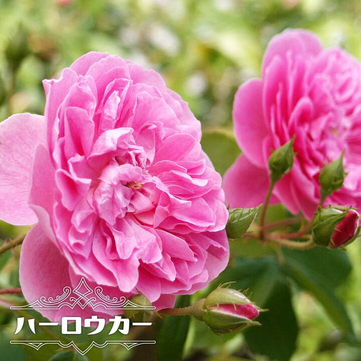 楽天市場 バラ苗 ハーロウカー 大苗 イングリッシュローズ Er 四季咲き強健 登録品種 品種登録 苗木部 ｂｙ 花ひろばオンライン