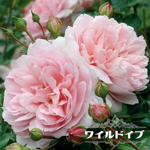 �l�G�炫�o���c �y���C���h�C�u�z 2�N����c 6���|�b�g �o�^�i��E�i��o�^ �y�\��̔��z12���`���N1�������ח\��