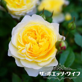 楽天市場 バラ の 家 四季咲き シュラブの通販
