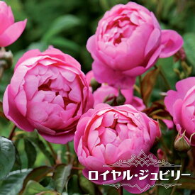 四季咲き強香バラ苗 【ロイヤルジュビリー】 2年生大苗 6号ポット 登録品種・品種登録 【予約販売】1〜2月頃入荷予定