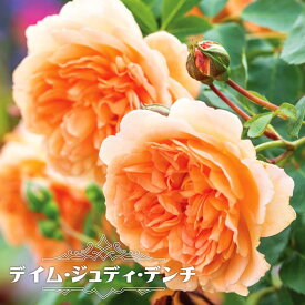 楽天市場 バラ 大苗 販売の通販
