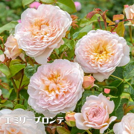 楽天市場 イングリッシュローズ 鉢植え おすすめの通販