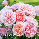 楽天市場 バラ苗 Cl ツルバラ ピンク系のツルバラ 苗木部 ｂｙ 花ひろばオンライン