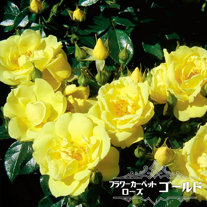 楽天市場 フラワーカーペットローズ ゴールド ポット苗 バラ苗 苗木部 ｂｙ 花ひろばオンライン