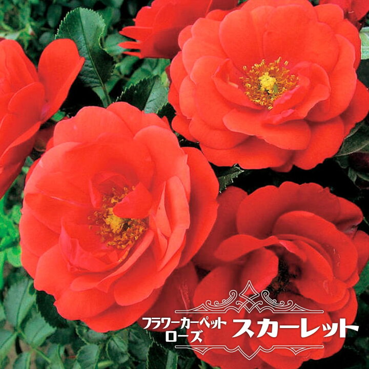 楽天市場 フラワーカーペットローズ スカーレット ポット苗 バラ苗 苗木部 ｂｙ 花ひろばオンライン