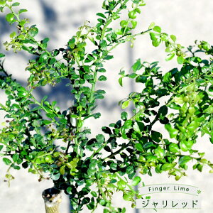 tBK[C c yWbhz ʔF ʓFԎ 1N ږؕc