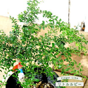 tBK[C c ygr[z ʔFF ʓFsN 1N ږؕc