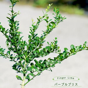 tBK[C c yp[vuXz ʔF ʓFsN 1N ږؕc