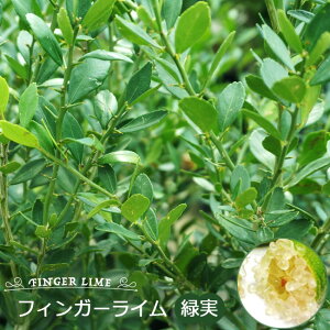 tBK[C c Ύ 1N |bgc ږؕc