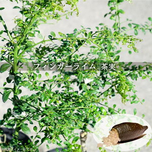 tBK[C c  1N |bgc ږؕc y\̔z11`12ח\