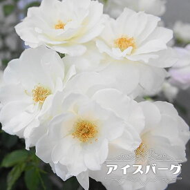 楽天市場 つるバラ 四季咲き半日陰の通販