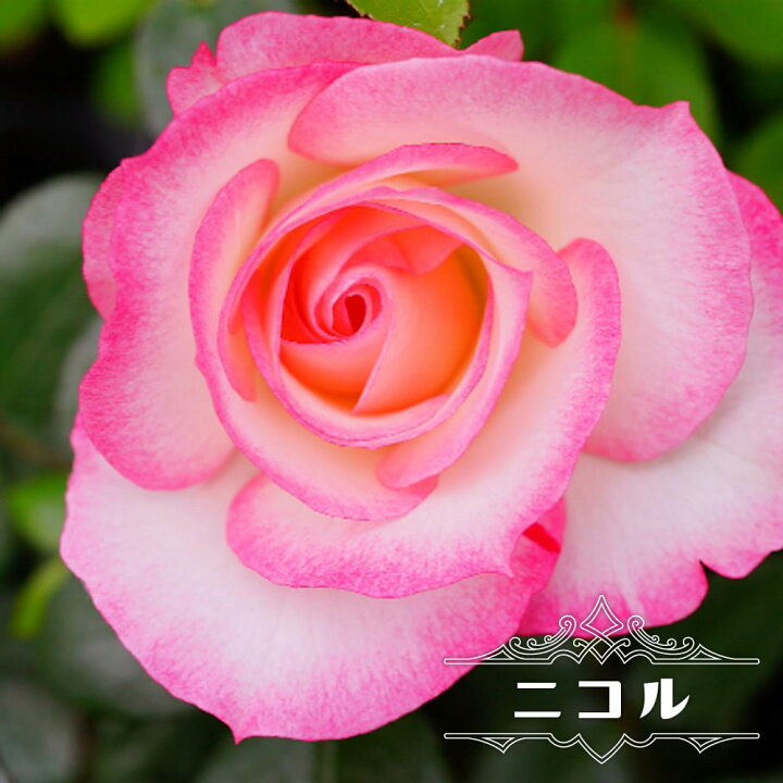 楽天市場 バラ苗 ニコル 1年生 新苗 木立バラ Fl 四季咲き 複色 バラ 苗 薔薇 苗木部 ｂｙ 花ひろばオンライン