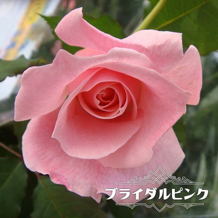 楽天市場 バラ苗 ブライダルピンク 大苗 木立バラ 四季咲き ピンク バラ 苗 薔薇 木立 強健 バラ苗木 Np 予約販売 12月 翌年1月中に順次入荷 苗木部 ｂｙ 花ひろばオンライン