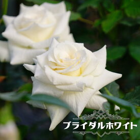 楽天市場 白バラ 苗の通販