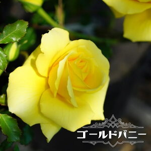 lG炫oc yS[hoj[z 2Nc y\̔z12`N1ח\