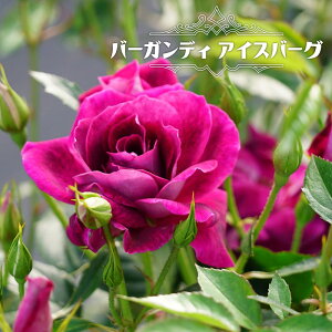 lG炫oc yo[KfB ACXo[Oz 2Nc y\̔z12`N1ח\