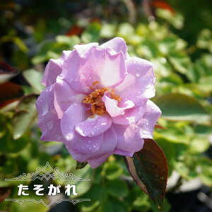 lG炫oc yz 2Nc