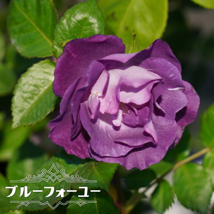 楽天市場 バラ苗 ブルーフォーユー ワーナーズ ローゼズ 大苗 6号ポット 紫色 バラ 苗 四季咲き 木立性 中輪 薔薇 苗木部 ｂｙ 花ひろばオンライン