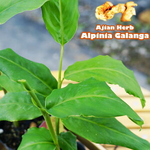 n[u KKiJ[j KK ^CWW[ h XpCX  c c