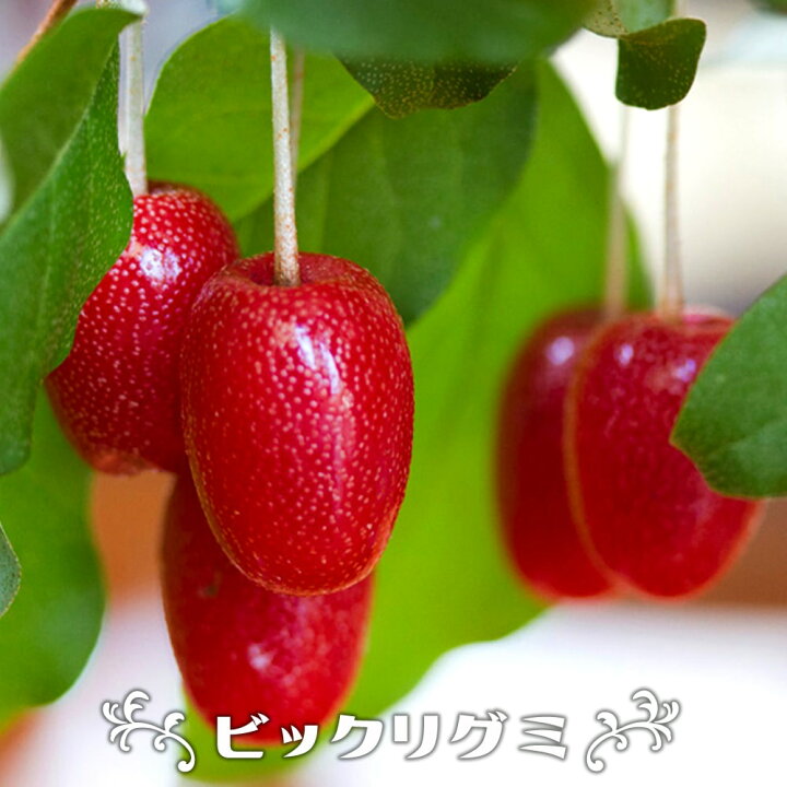 楽天市場 ぐみの木 ビックリグミ 2年生ロングスリット鉢苗 限定販売 予約販売 10月下旬頃発送予定 苗木部 ｂｙ 花ひろばオンライン