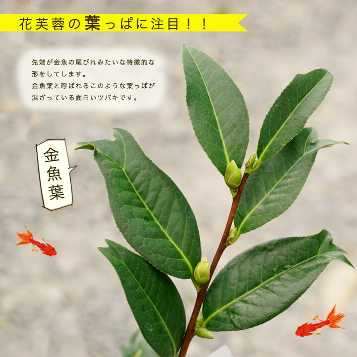 楽天市場 在庫処分値下げ中 花芙蓉 はなふよう 椿 接木 白鉢苗 開花 2 4月頃 苗木部 ｂｙ 花ひろばオンライン