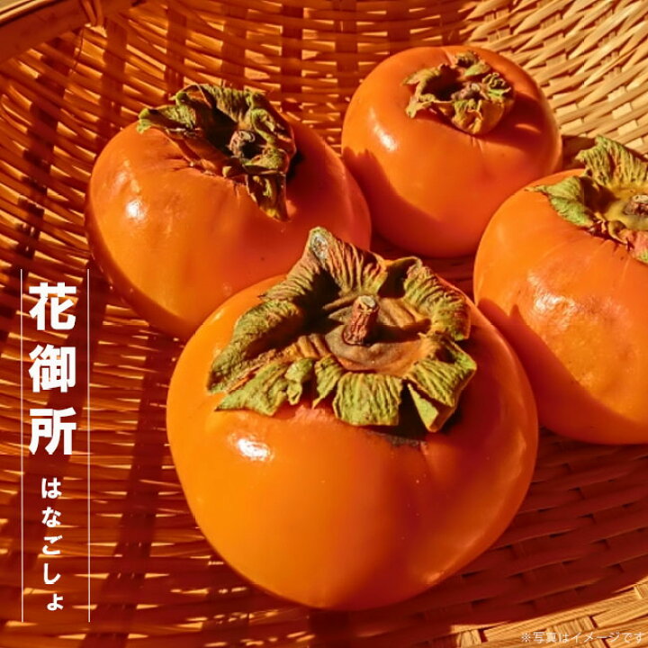 楽天市場 花御所柿 完全甘柿 1年生接木苗 苗木部 ｂｙ 花ひろばオンライン