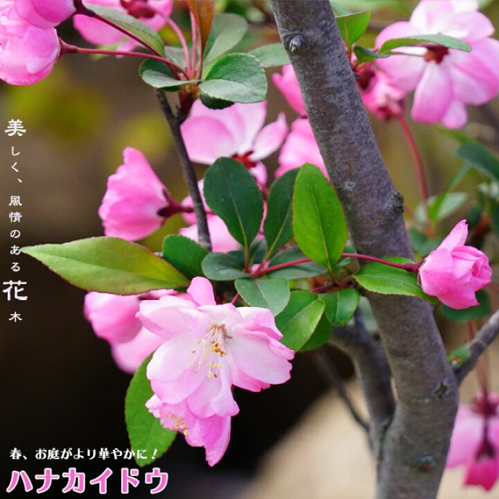 楽天市場 ハナカイドウ 2年生 接ぎ木 根巻き苗 苗木部 ｂｙ 花ひろばオンライン