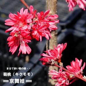 菊 桃 苗の人気商品 通販 価格比較 価格 Com