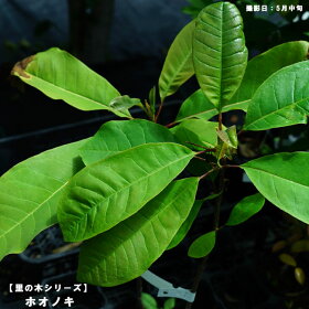 楽天市場 庭木 シンボルツリーにおすすめする木 雑木林風ナチュラルガーデン向け ホオノキ 苗木部 ｂｙ 花ひろばオンライン