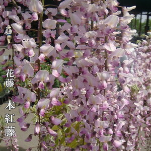 ԓ y{gz 2N ږ 6|bgc y\̔z12`N1ח\