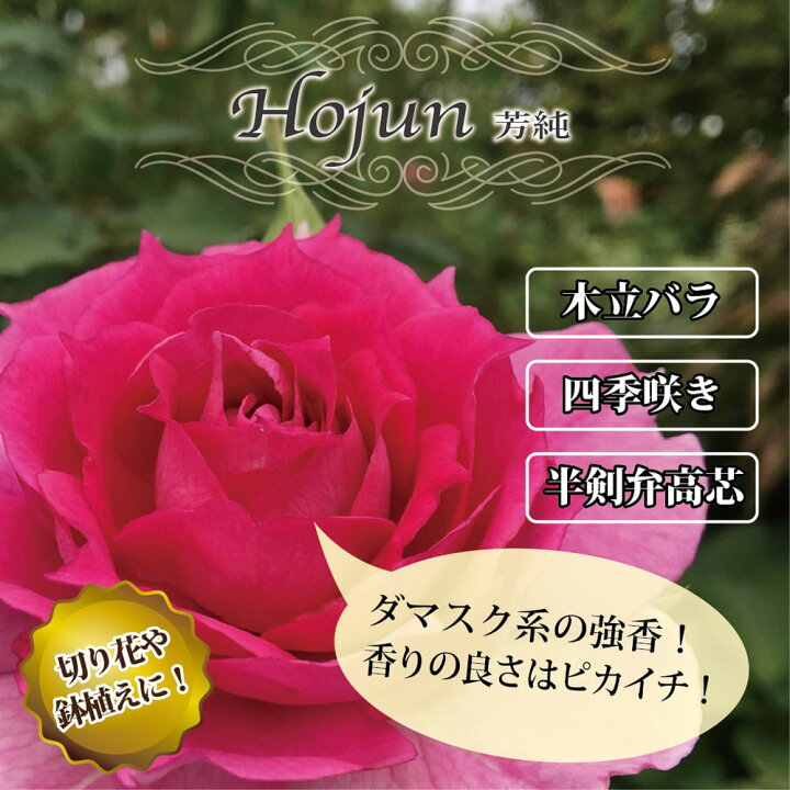 楽天市場 バラ苗 芳純 大苗 木立バラ 四季咲き ピンク 強香 薔薇 バラ苗木 Np 苗木部 ｂｙ 花ひろばオンライン