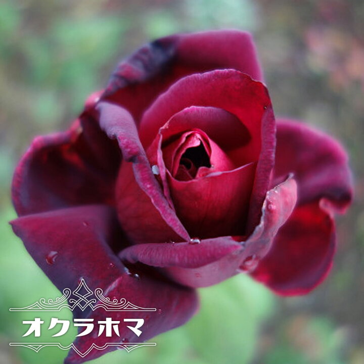 楽天市場 バラ苗 オクラホマ 国産苗 大苗 6号ポット 四季咲き 黒赤 強香 強健 バラ 苗 薔薇 Np 予約販売 12月 翌年1月中に順次入荷 苗木部 ｂｙ 花ひろばオンライン