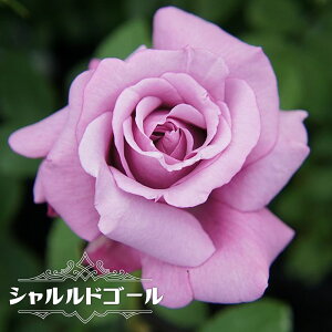 青 薔薇 苗の人気商品 通販 価格比較 価格 Com