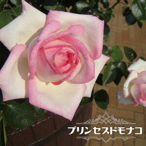 �l�G�炫�o���c �y�v�����Z�X�h���i�R�z1�N�� �V�c �y�\��̔��z4�����{�����ח\��