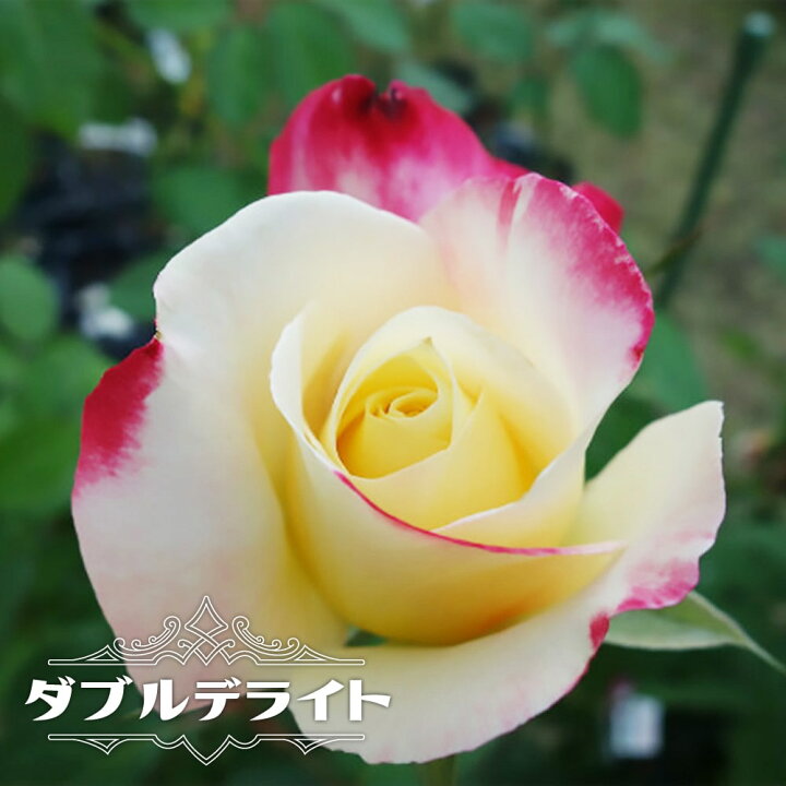 楽天市場 バラ苗 ダブルデライト Ht 国産苗 1年生 新苗 四季咲き 複色 強香 バラ 苗 薔薇 予約販売 4 5月頃発送予定 苗木部 ｂｙ 花ひろばオンライン