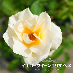 四季咲きバラ苗 【イエロークイーンエリザベス】 2年生大苗