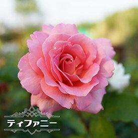 楽天市場 バラ 強香 四季咲きの通販